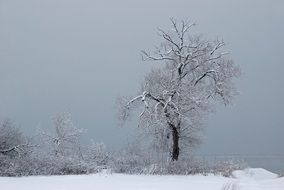 lonely snow tree in winter