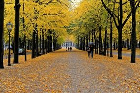 people on the alley in golden autumn