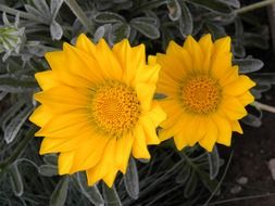 Close-up of the yellow flowers