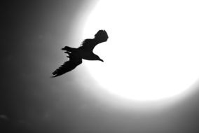 Black and white seagull silhouette in sky at sun