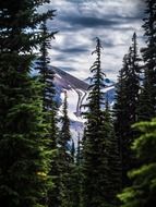 conifers on the mountain