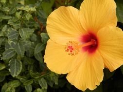 Yellow and red flower in summer