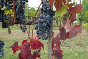 black vine ripe grapes