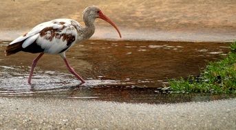 Beautiful Ibis Tropical Bird