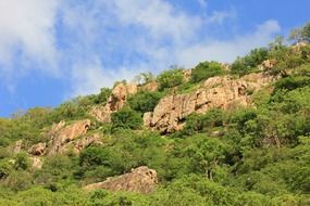 Rocks in green thickets