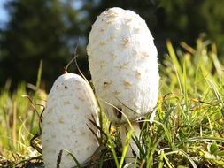 white asparagus mushroom