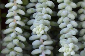 monkey tail plant