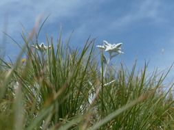 Alpine white edelweiss in the grass