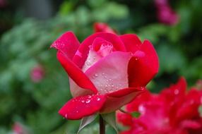 rose in the dew drops in the garden