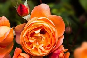orange rose bud