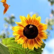 yellow sun flower close-up