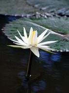 Beautiful white and yellow water lily