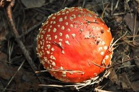 Red and white tasteless mushroom, forest, poland