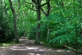 woodland path