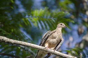gray bird on a branch in the forest