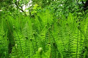 thickets of green ferns in the forest