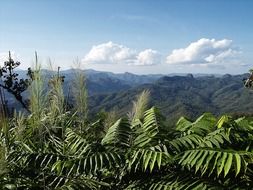 plants with green leaves on a mountain in thailand