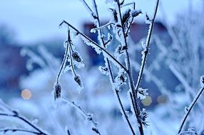 bushes in frost in the cold