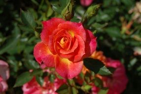 Rose with buds in the garden