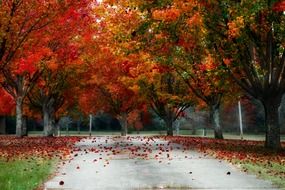 Colorful leaves on trees in the spring