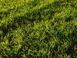 sunny field of green grass