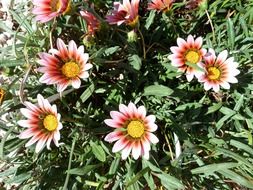 flowers with colorful petals in the garden