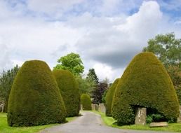 Trees in a cemetery in the UK