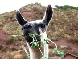 lama in sacred valley of Peru on a blurred background