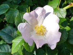 wild rose close up