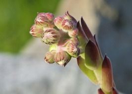 bud of a plant close up on a blurred background