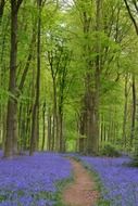 purple flowers in a clearing in the forest