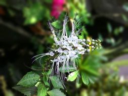spring white flower with long hairs