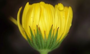 Yellow flower in the haze