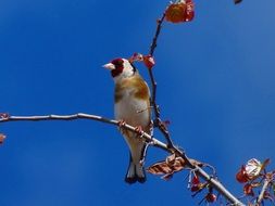 goldfinch in wildlife against the background of a bright blue sky