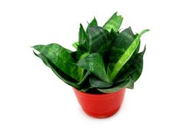 Green plant in the pot