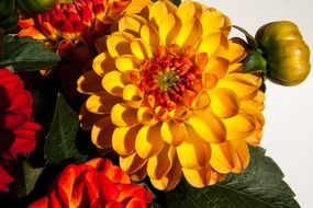 Colorful bright dahlias