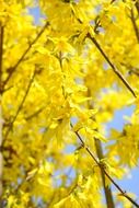 yellow blossoms on branches, sunny view