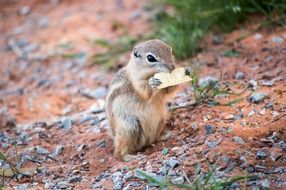 nice ground squirrel eating food