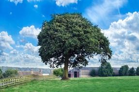 Green tree near a wooden fence in a green meadow