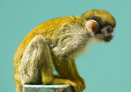 Monkey on a blue background, profile view