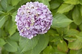 closeup photo of purple hydrangeaceae in nature