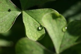 clover leaf on water drops