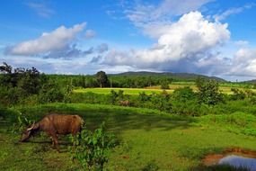 buffalo in the countryside