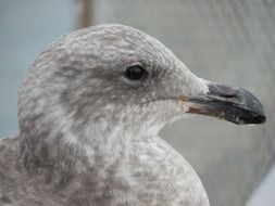 White seagull with the wings