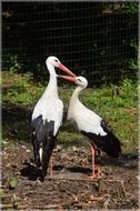 cute stork couple playing scenery