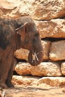 elephant near a large stone wall