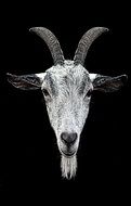 Picture of horned goat