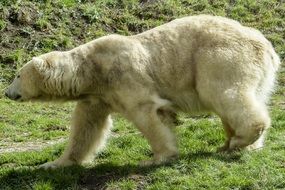 absolutely gorgeous polar bear