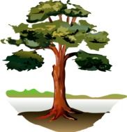 wide oak tree, drawing