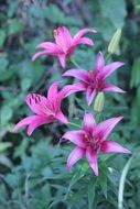 four open pink lily flowers and buds on green stem